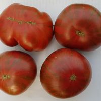 Dwarf Fred's Tie Dye